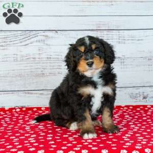 Barry, Bernedoodle Puppy